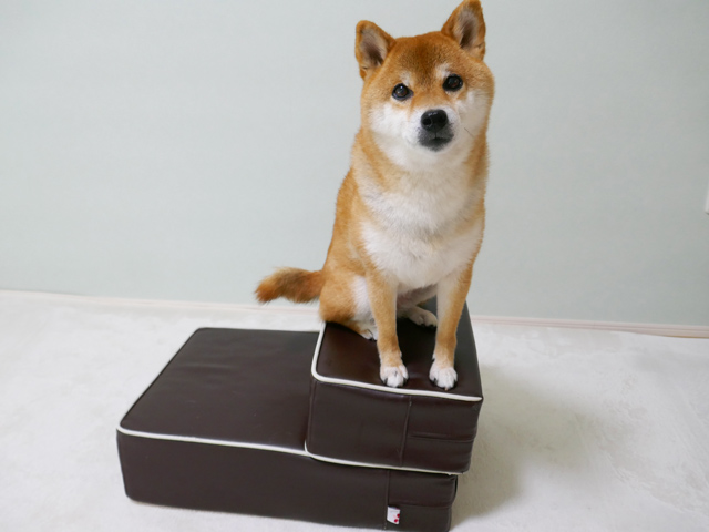 ドッグステップ ハグワン レビュー