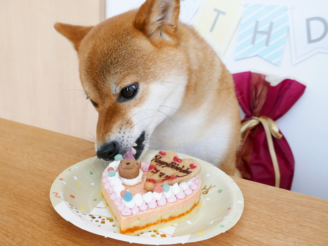犬の誕生日におすすめのケーキを食べる柴犬コマリ