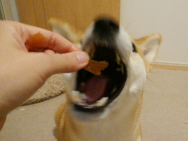 プチマレンギで作った鶏肉の犬用ジャーキーを食べる犬