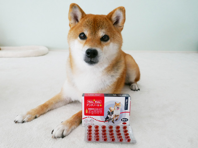 柴犬がアンチノールプラスを試した感想ブログ