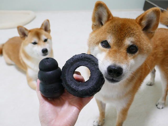 頑丈で壊れにくいおすすめの犬用おもちゃは黒いコングとタイヤ