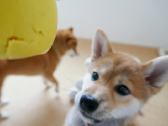 柴犬子犬におすすめの頑丈なおもちゃ