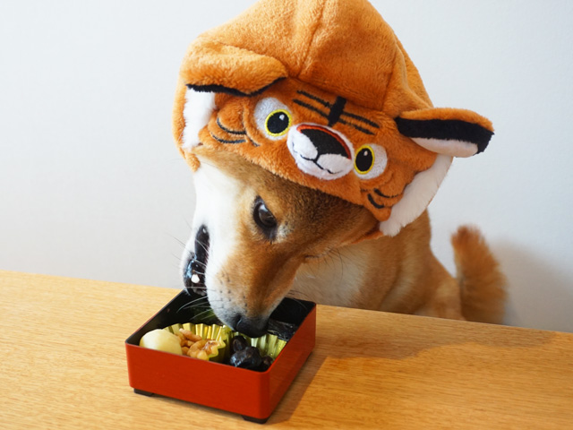 お正月に楽天の犬用おせちを食べた感想