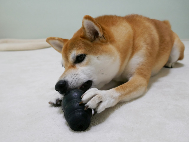 犬用の丈夫で長持ちな黒いコングのおもちゃ