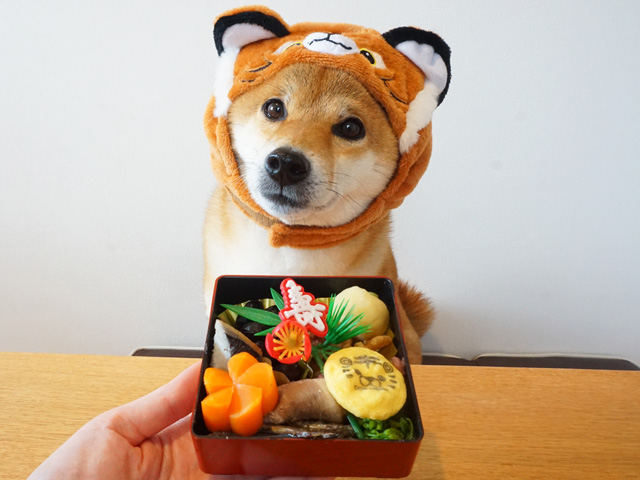 お正月にぴったりの犬用おせち実食レビュー