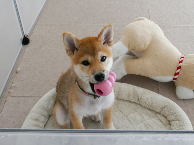 犬のおもちゃ「コング」について