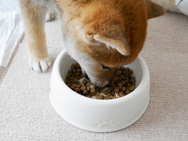 柴犬におすすめのドッグフード「ナチュラルハーベスト」マイリトルダーリン