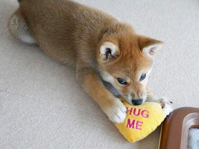 おもちゃを破壊する柴犬子犬
