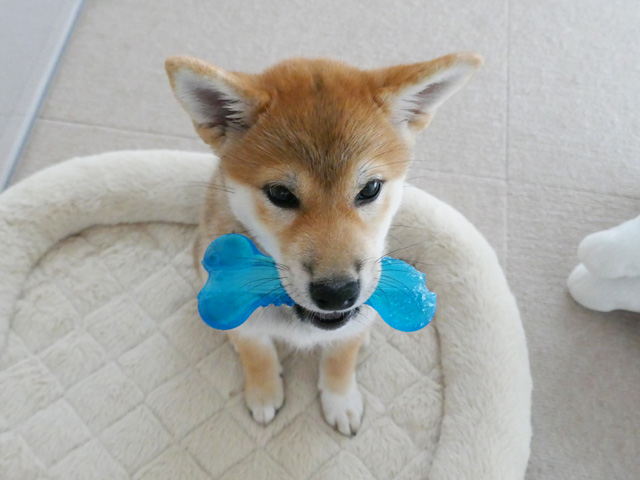 おもちゃを破壊する柴犬子犬