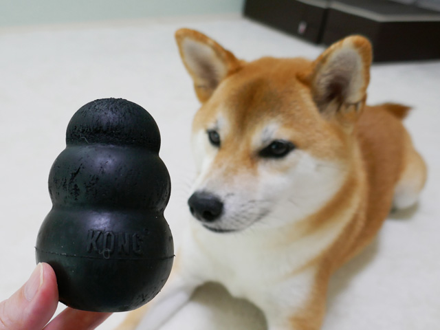 黒コングは壊れにくい頑丈な犬用おもちゃ