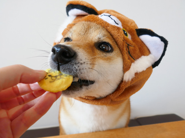 お正月に犬用おせちを食べる柴犬コマリ