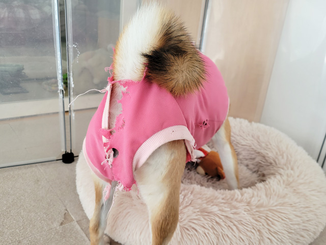 犬の術後服を噛みちぎる柴犬子犬