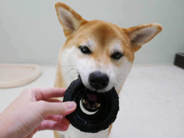 犬用おもちゃの中で頑丈で壊れにくいのはこのタイヤ