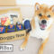 柴犬コマリ　doggybox　ドギーボックス